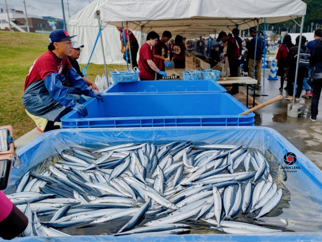 Freshly caught Pacific saury (sanma) in blue crates during Onagawa Harvest Festival 2025, Miyagi Prefecture, Japan — photo by Japan Lens by GraceyG.